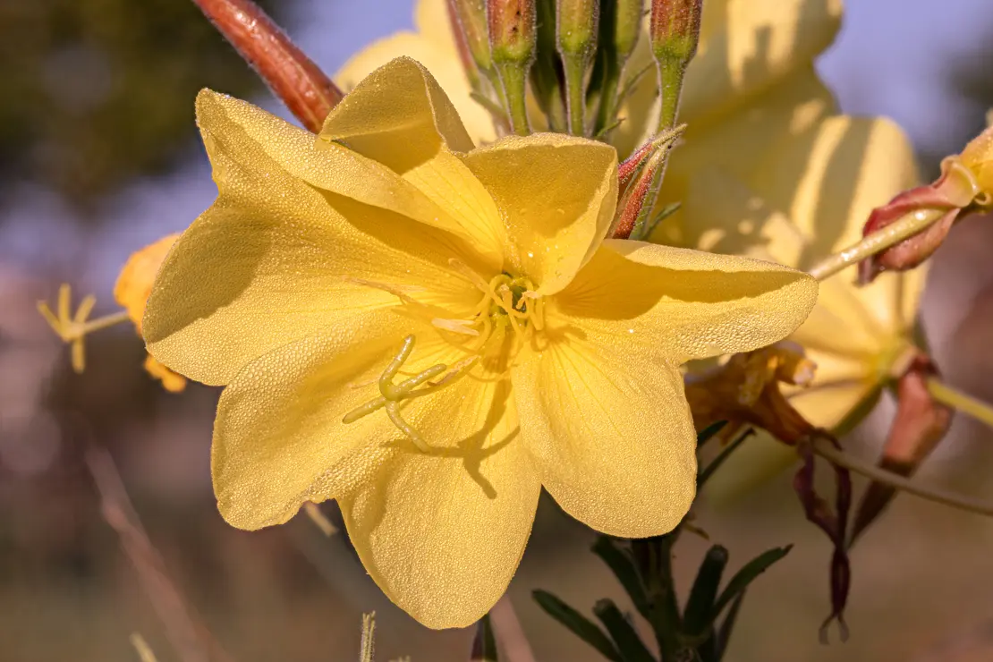 Lamarcks Zweijährige Nachtkerze (Oenothera glazioviana) [2]